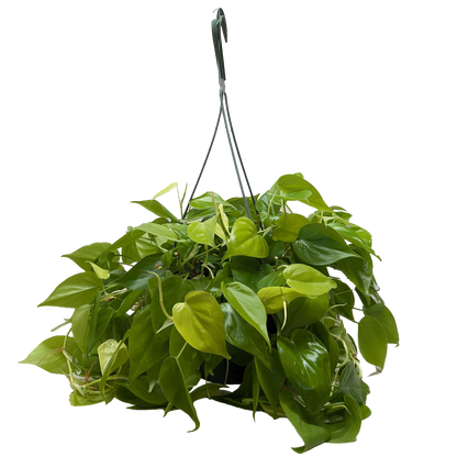 Philodendron 'Neon'