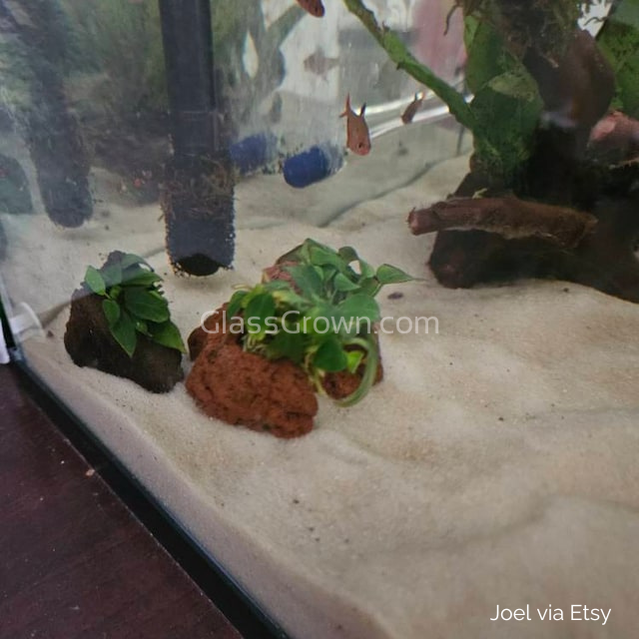 Anubias Nana Petite