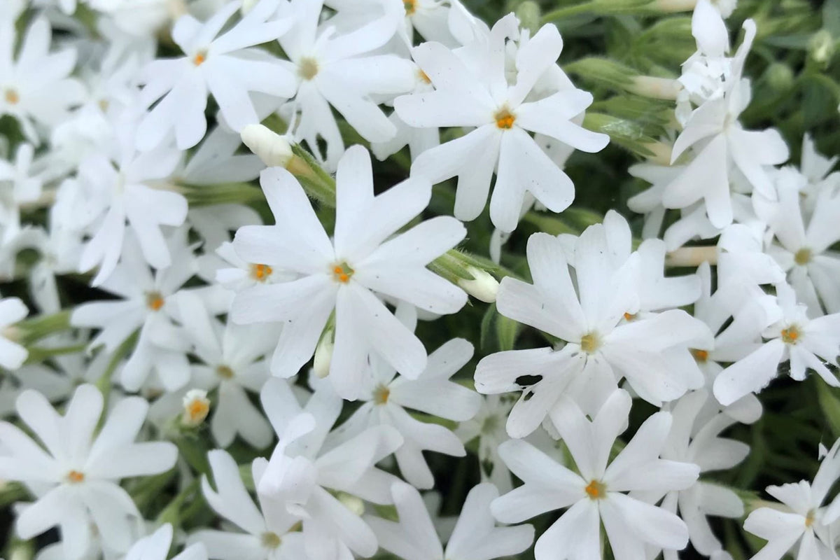 Snowflake Creeping Phlox Seeds - 100+ White Ground Cover Seeds - USA Grown -  - Drought Tolerant - Butterfly Garden - Perennial