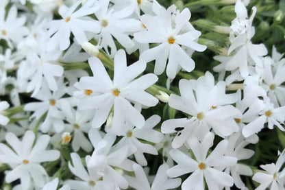 Snowflake Creeping Phlox Seeds - 100+ White Ground Cover Seeds - USA Grown -  - Drought Tolerant - Butterfly Garden - Perennial