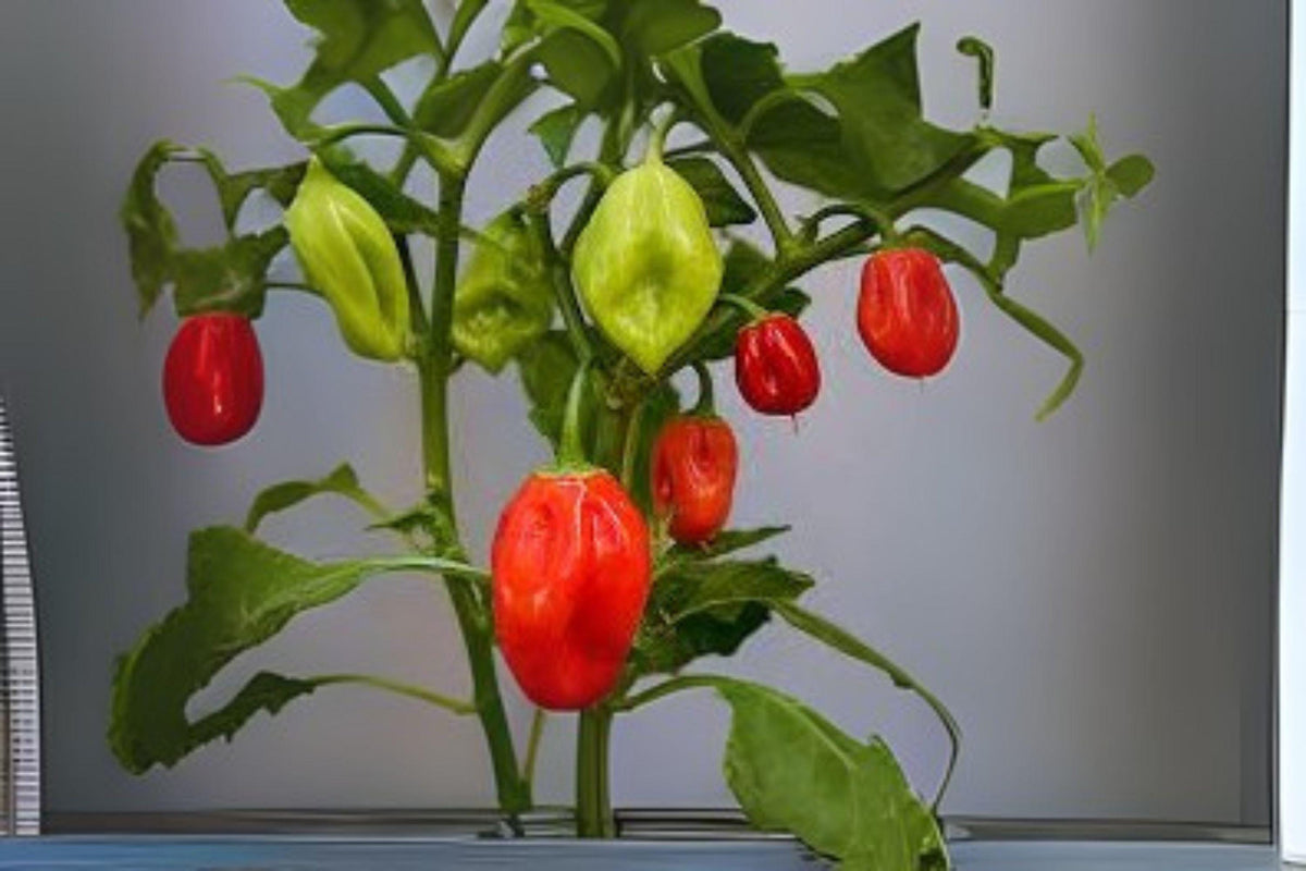 Caribbean Red Habanero Seeds – Extra Hot Heirloom Pepper, Fruity Flavor, 250 mg, Capsicum chinense, Spicy Hot Sauce & Salsa