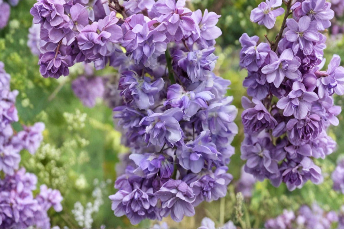 Wisteria ‘Black Dragon’ | Double Purple Japanese Wisteria Vine | Fragrant Climbing Flowering Vine