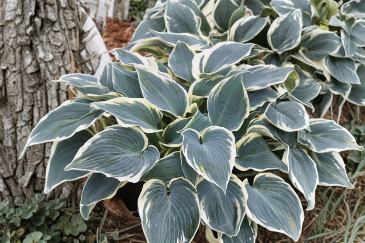 Hosta ‘El Niño’ | Blue Variegated Shade-Loving Perennial | Slug Resistant Plantain Lily
