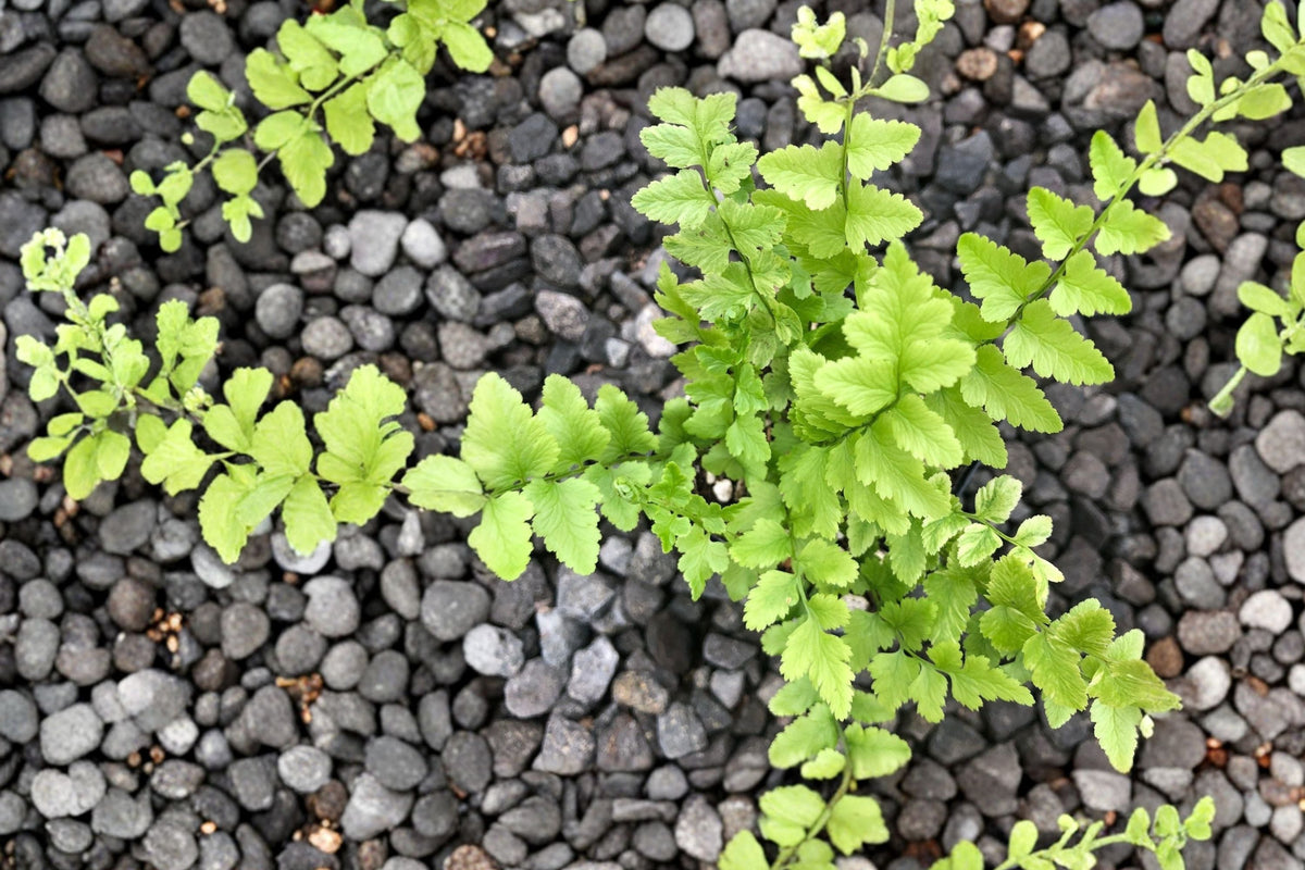 Dryopteris tokyoensis | Tokyo Wood Fern | Hardy Shade Fern in 3.5" Pot