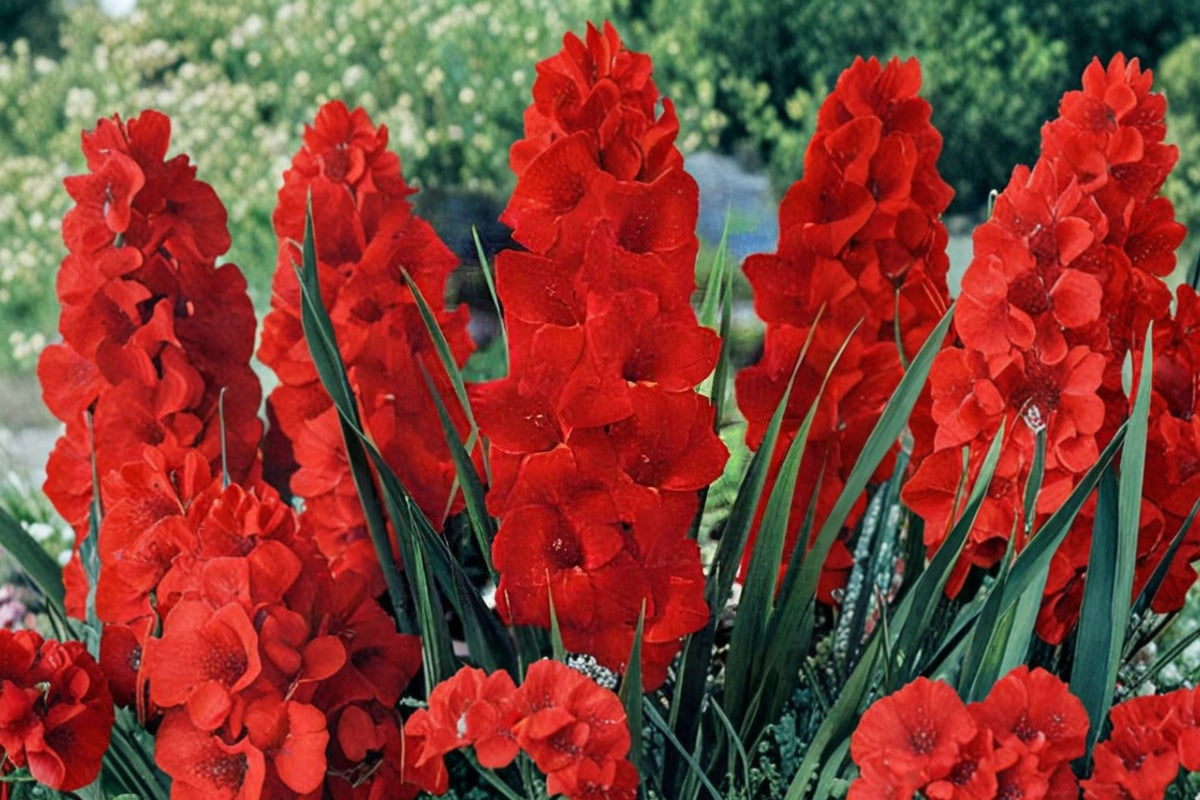 Gladiolus 'Oscar' - Bright Red Gladiolus Bulbs | Tall Sword Lily | Summer Blooming Perennial