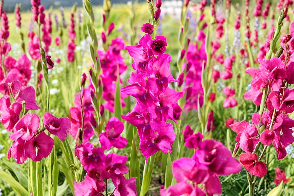 Gladiolus 'Lumiere' Pink & Purple Gladiolus Bulbs | Tall Sword Lily | Summer Blooming Bicolor Flowers