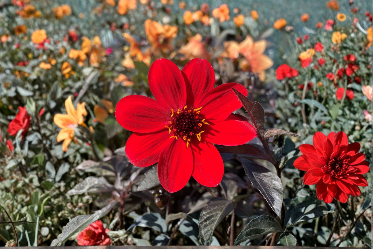 Dahlia 'Mystic Enchantment' - Red Dahlia Live Plant in 4.5 Inch Pot | Dark Foliage, Pollinator Friendly