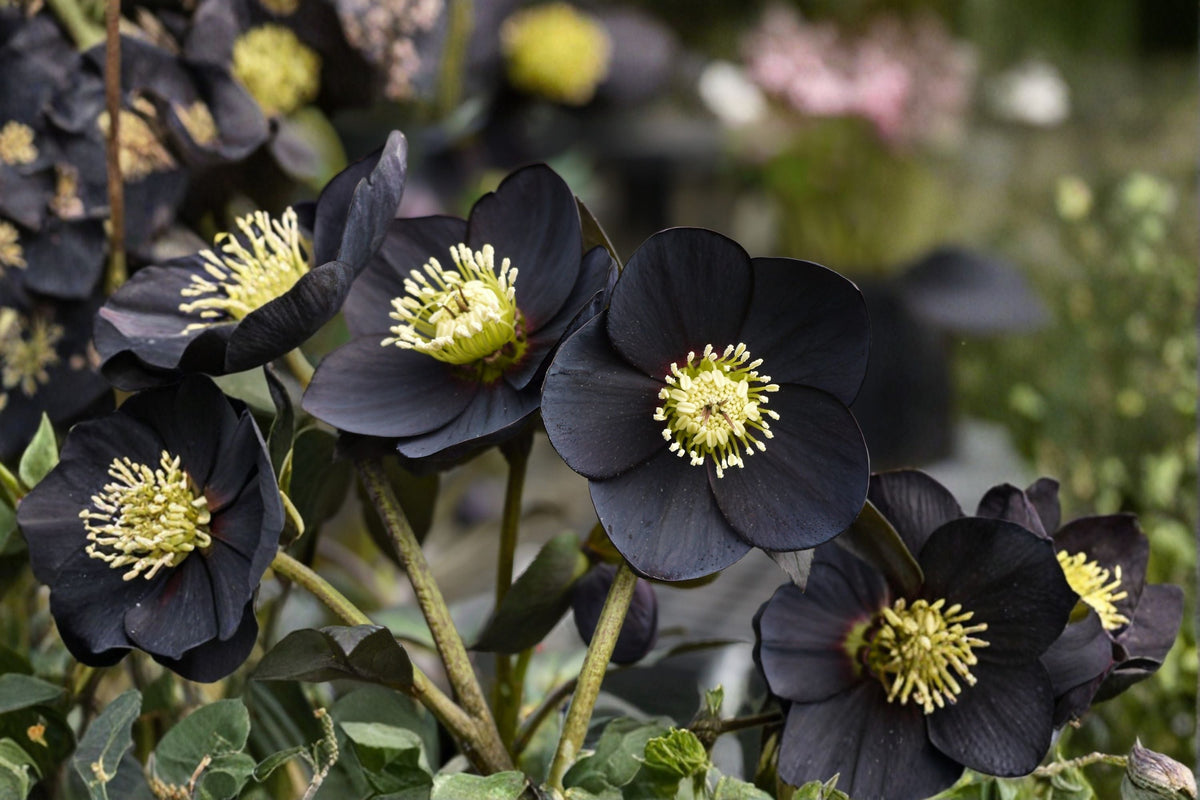 Lenten Rose Black Diamond | Winter Jewels Hellebore | Evergreen Shade Perennial in 1 Gallon Pot