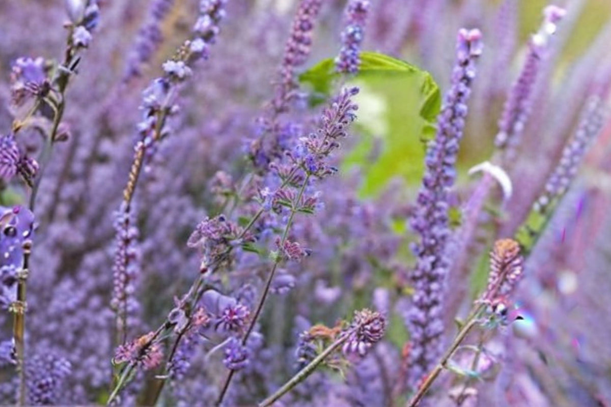 Nepeta 'Walker's Low' Catmint Plant | Pollinator Perennial with Lavender Blue Blooms