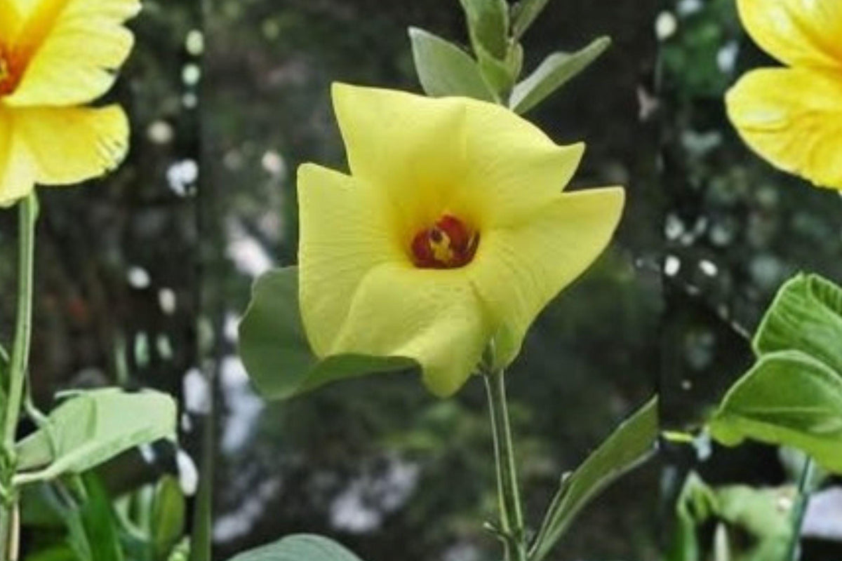 Hibiscus hamabo Seeds – Hardy Yellow Rose of Sharon Flowering Shrub, Tropical Garden Plant, Pollinator Attractant, USDA Zones 7-10