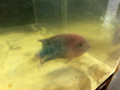 Fenestratus Cichlid (Vieja fenestrata)
