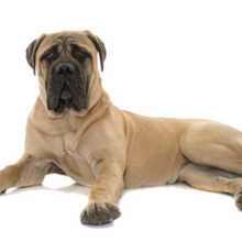 T-Rex Elk Antler Chew