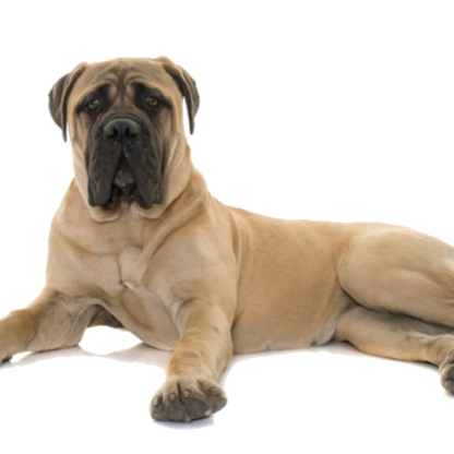 T-Rex Elk Antler Chew