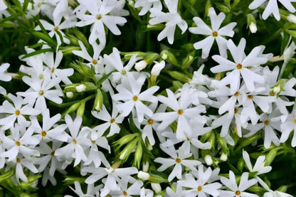 Snowflake Creeping Phlox Seeds - 100+ White Ground Cover Seeds - USA Grown -  - Drought Tolerant - Butterfly Garden - Perennial