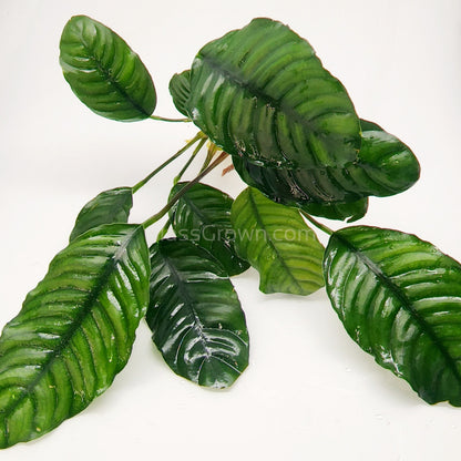 Anubias Coffeefolia