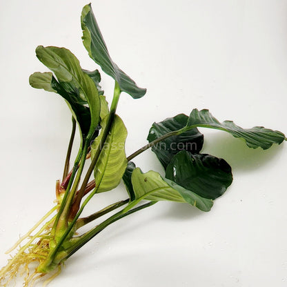 Anubias Coffeefolia