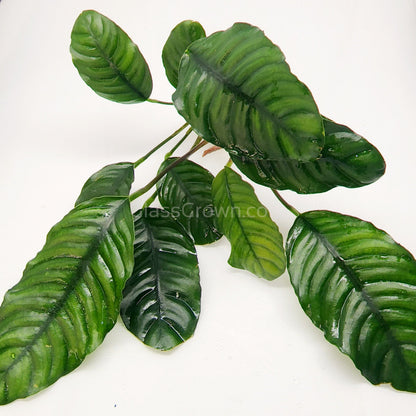 Anubias Coffeefolia