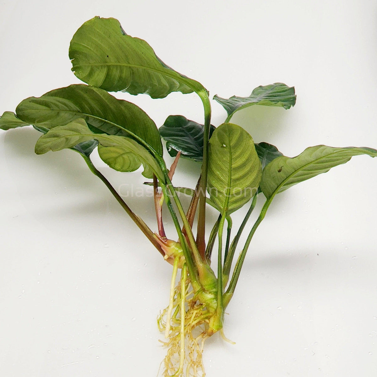 Anubias Coffeefolia