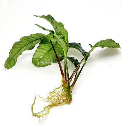 Anubias Coffeefolia