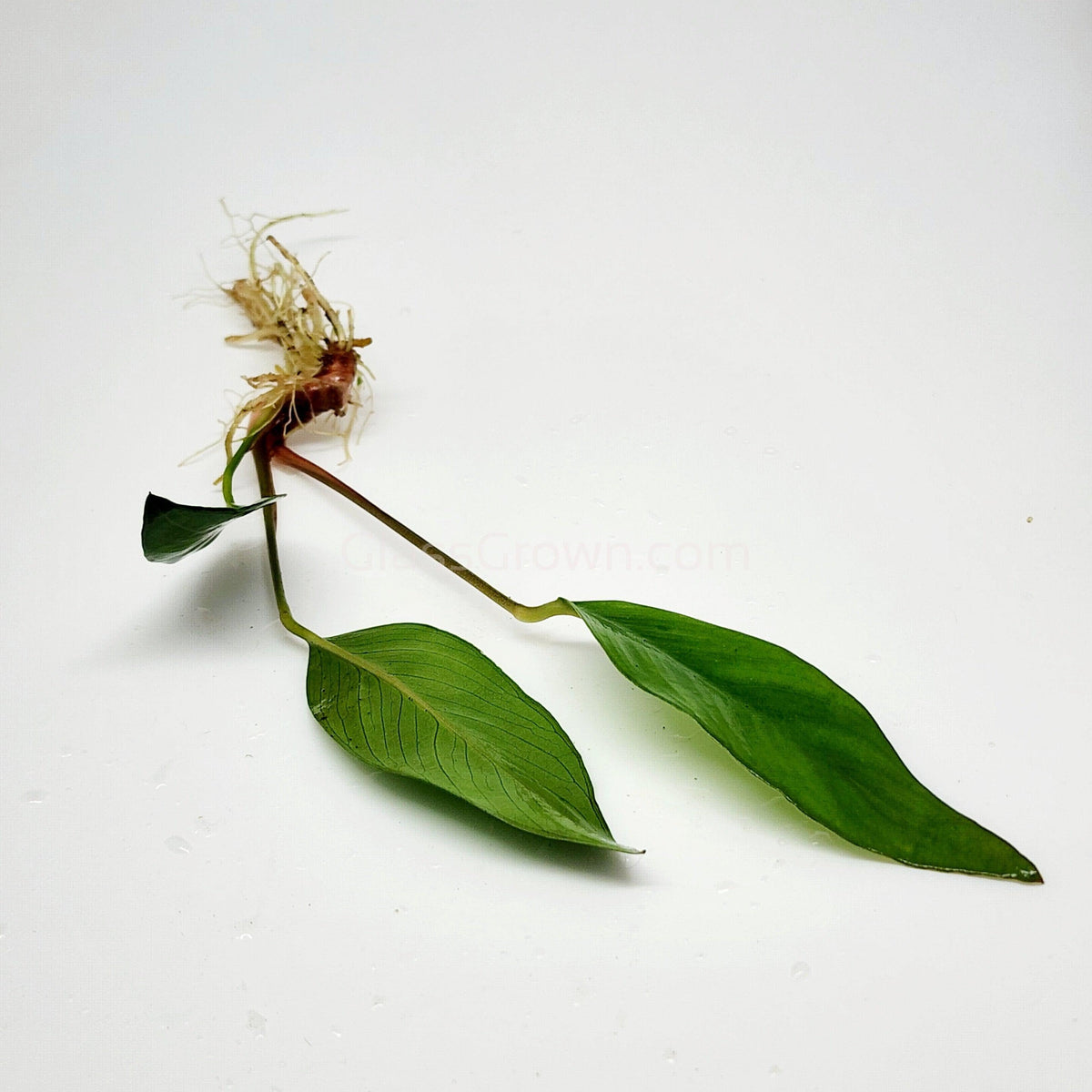 Anubias Frazeri