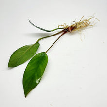 Anubias Frazeri