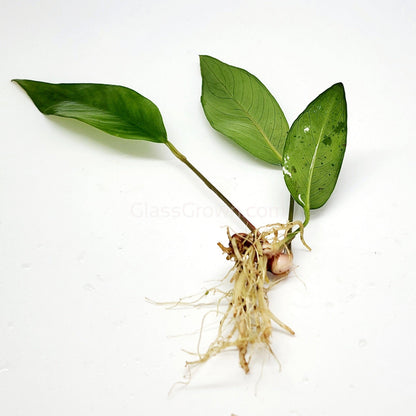 Anubias Frazeri