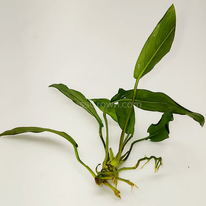 Anubias Lanceolata