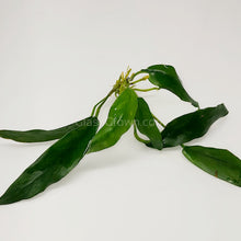 Anubias Lanceolata