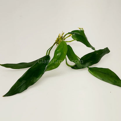 Anubias Lanceolata
