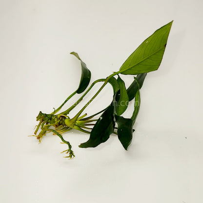 Anubias Lanceolata