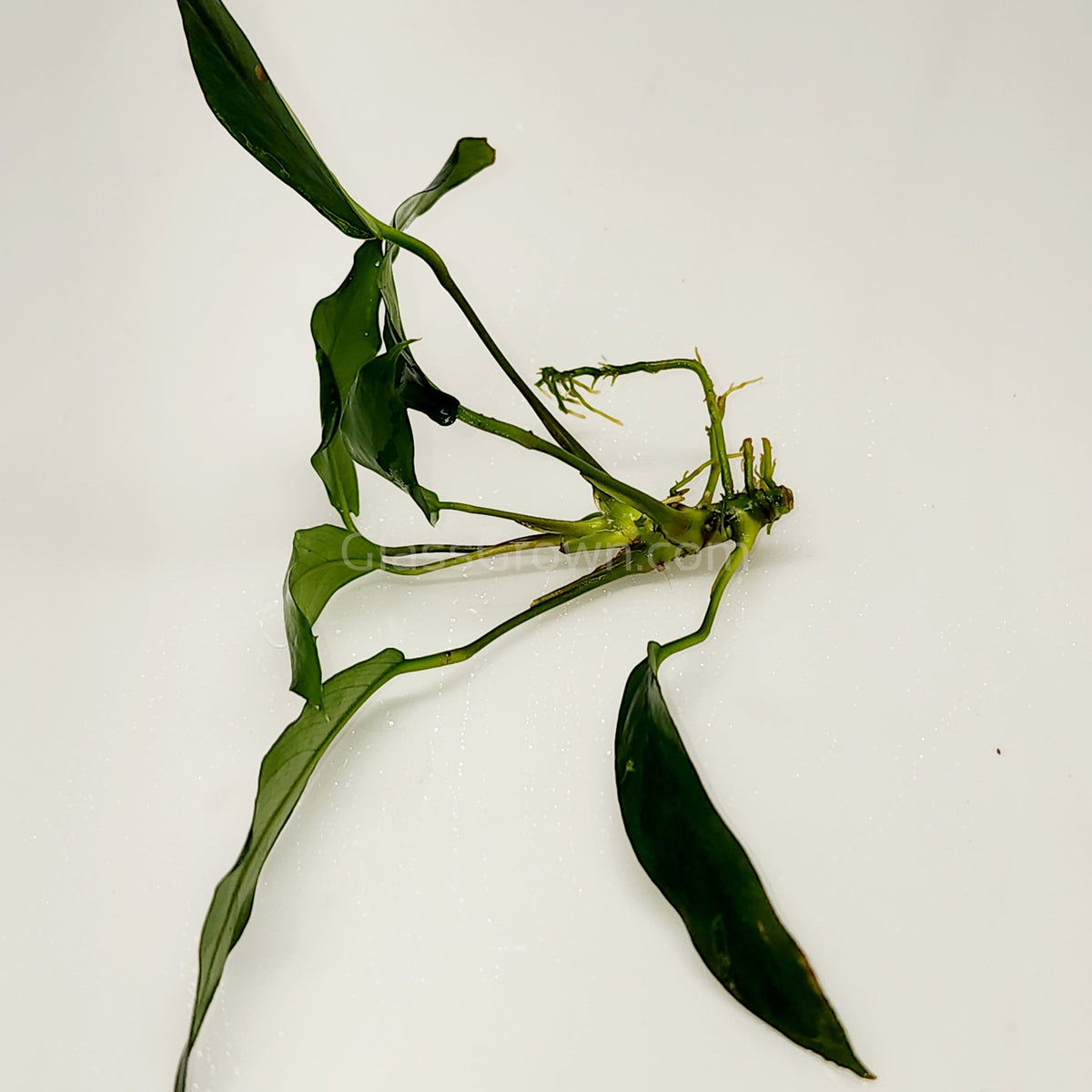Anubias Lanceolata