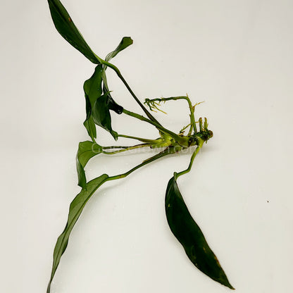 Anubias Lanceolata