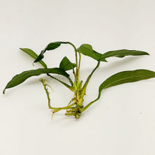 Anubias Lanceolata