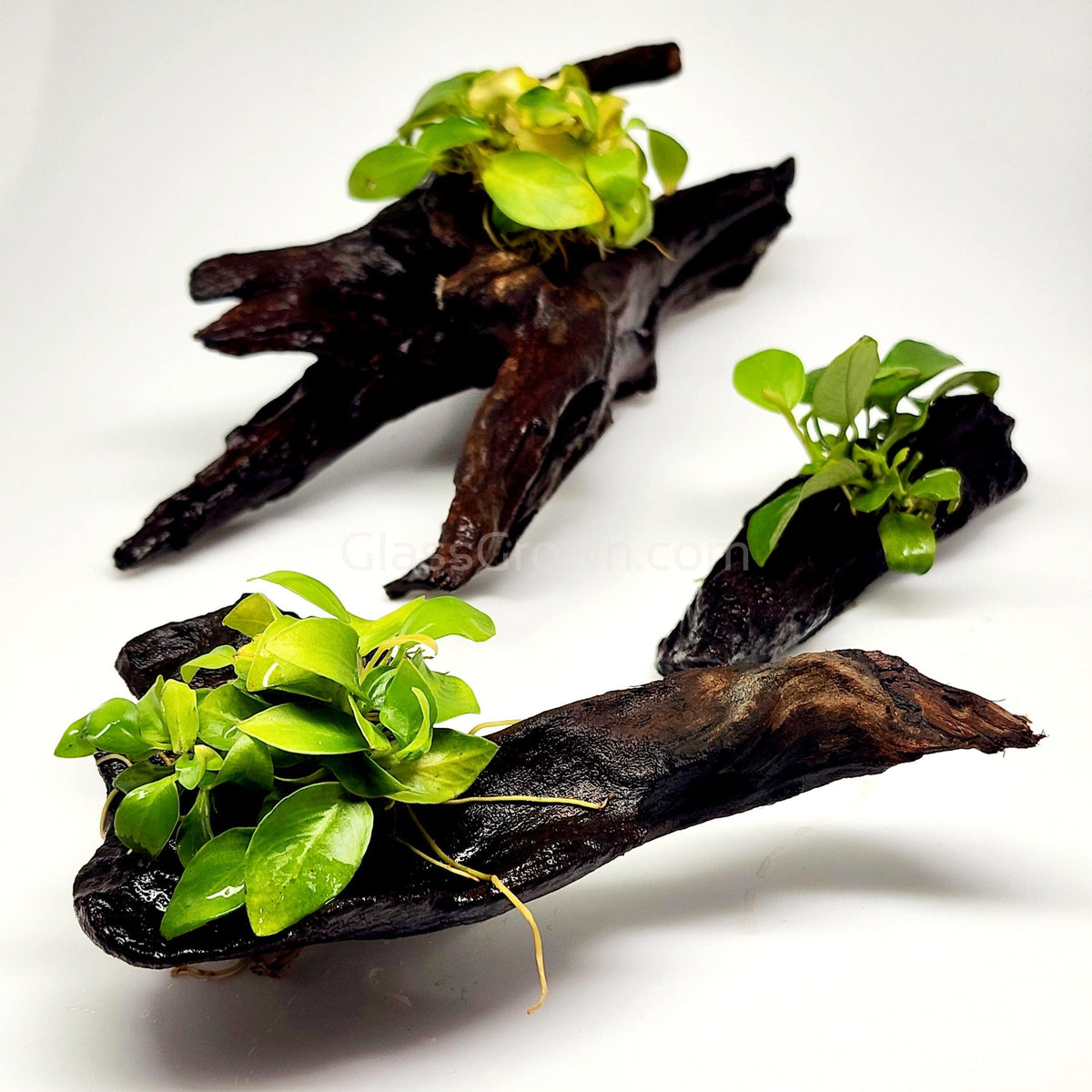 Driftwood Anubias