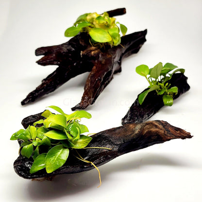 Driftwood Anubias