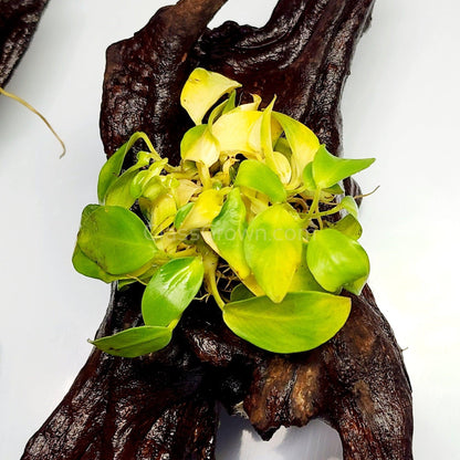 Driftwood Anubias