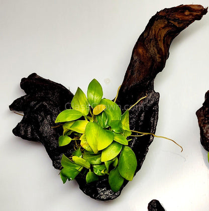 Driftwood Anubias