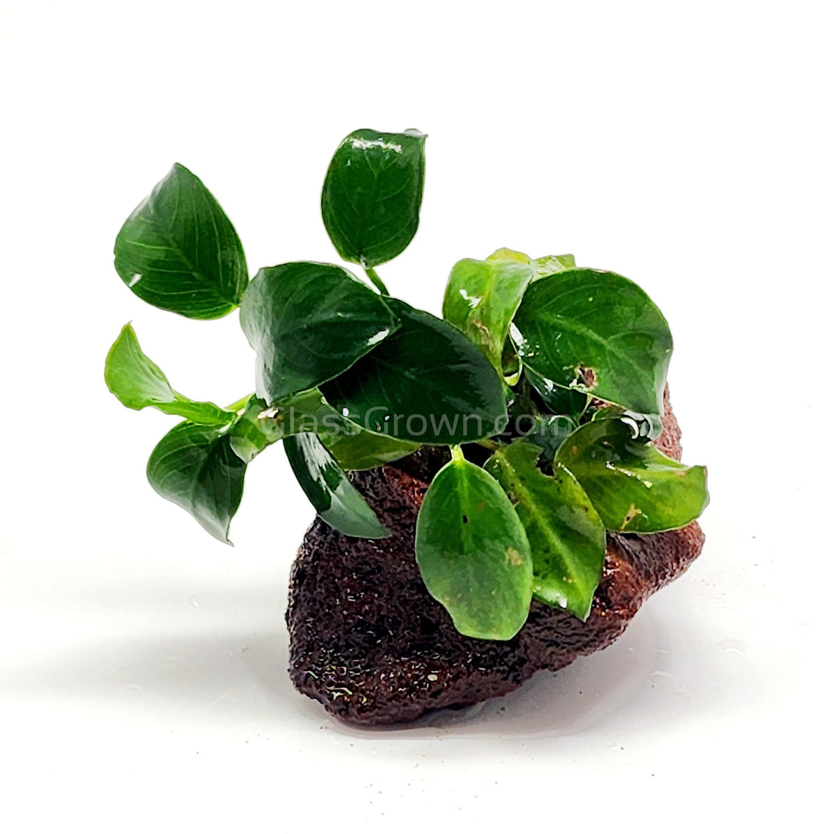 Anubias Nana Petite