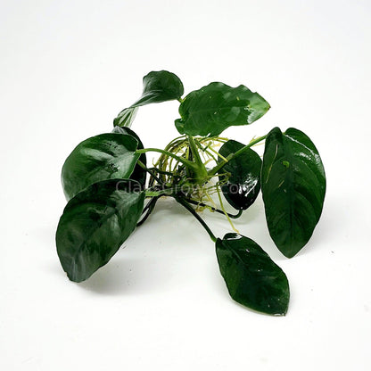 Anubias Nana