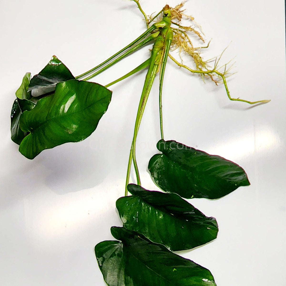 Anubias Nana