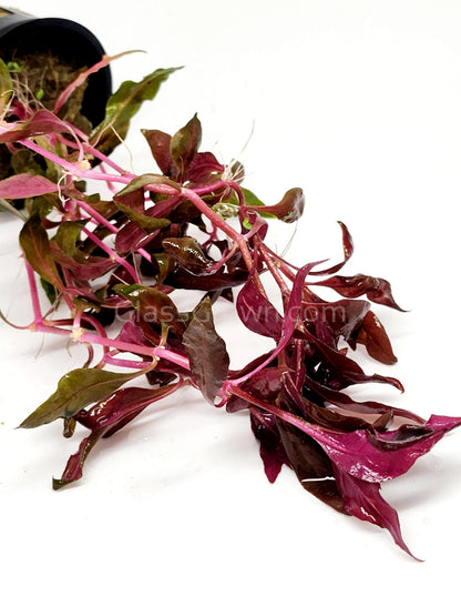 Scarlet Temple (Alternanthera Reineckii)