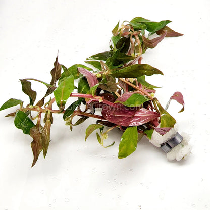 Scarlet Temple (Alternanthera Reineckii)