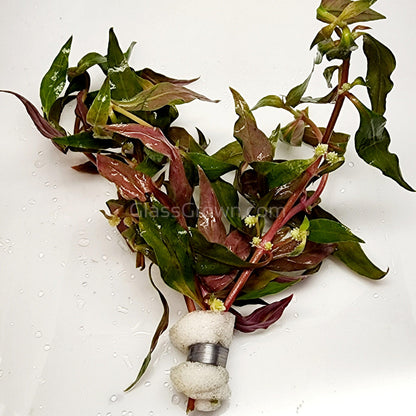 Scarlet Temple (Alternanthera Reineckii)