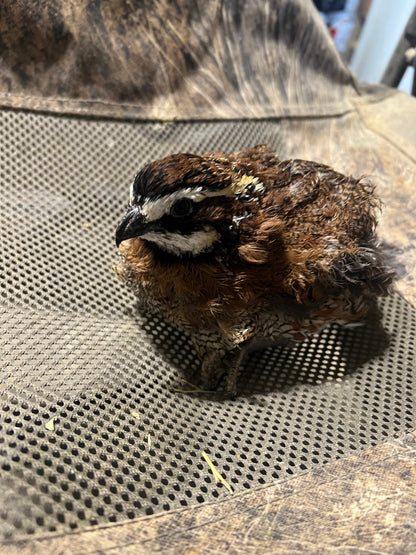 Georgia Giant Quail Hatching Eggs