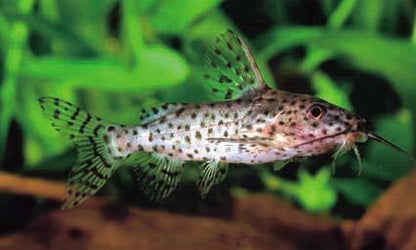 Synodontis nigrita