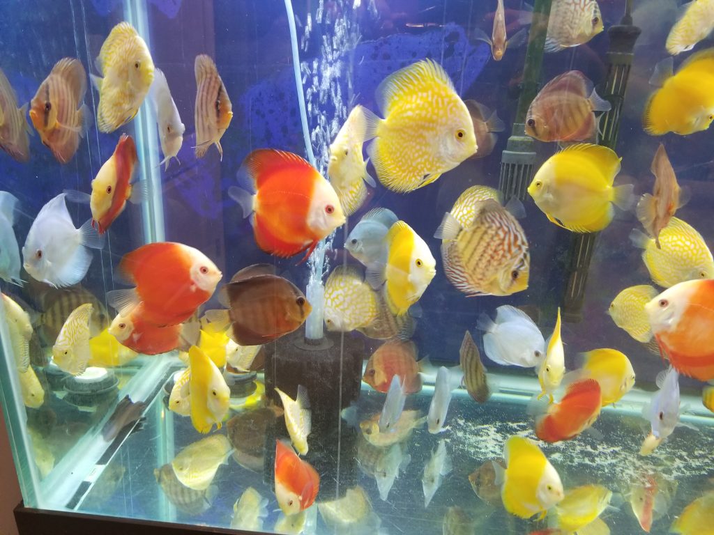 Golden Discus 4"+