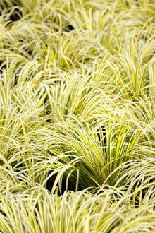 Live Golden Sweet Flag Acorus gramineus ‘Ogon’ | Hardy Aquatic Marginal Pond Plant | Bareroot Water Garden Perennial