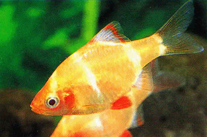 Tiger Barb Albino Large
