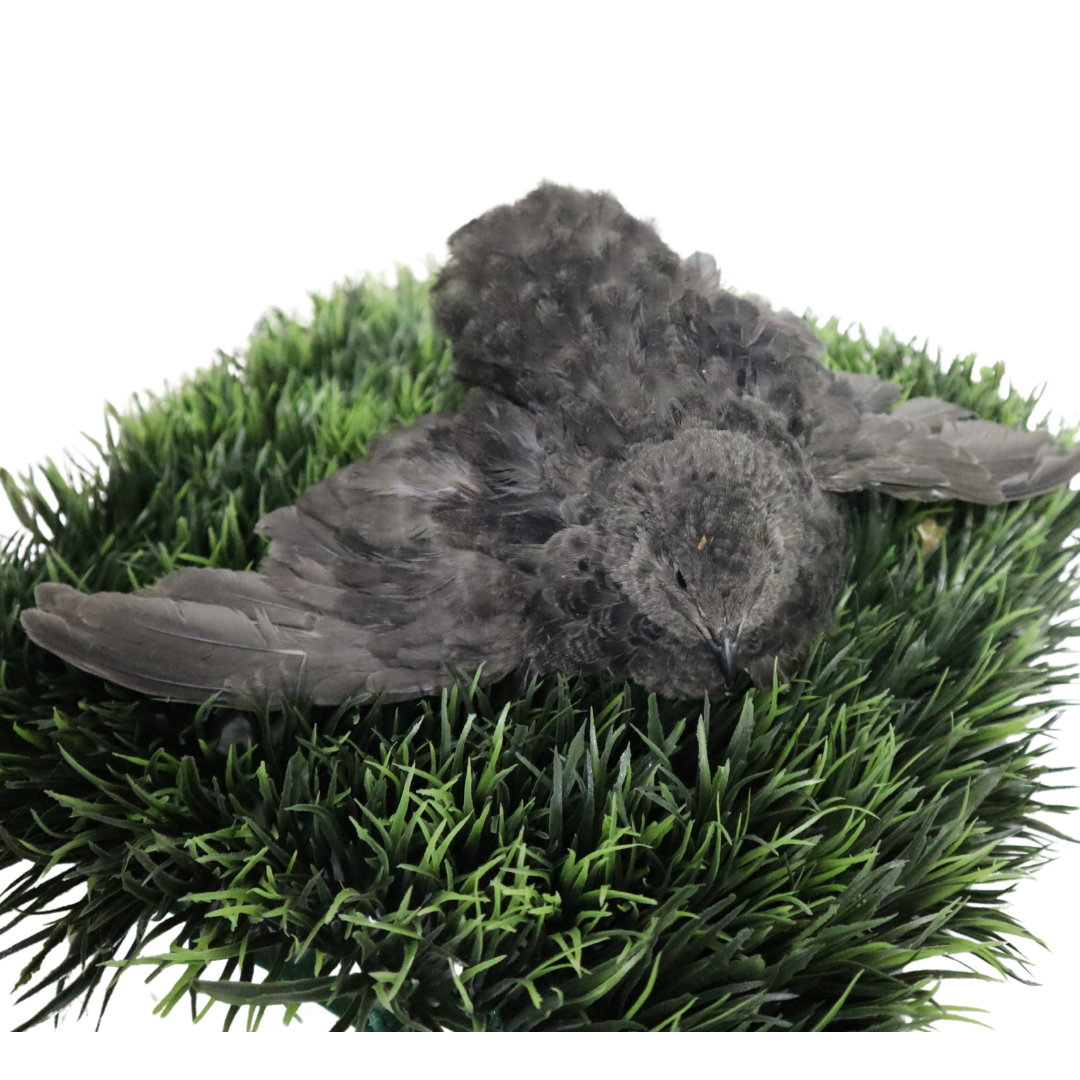 All Black Quail Hatching Eggs - Pure Breed, Ideal for Aviary Hobbyists & Breeders