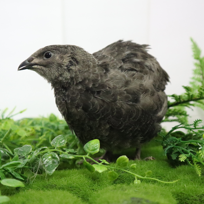 All Black Quail Hatching Eggs - Pure Breed, Ideal for Aviary Hobbyists & Breeders